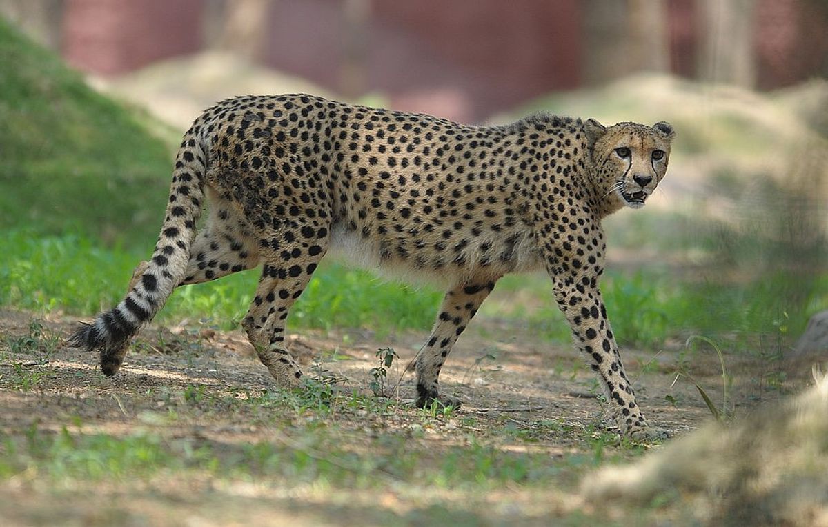A cheetah