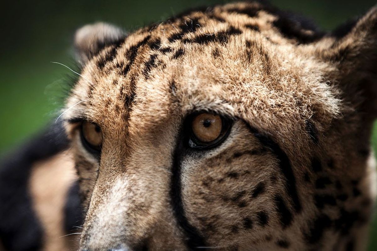 A cheetah