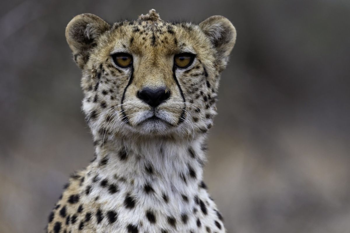 A cheetah