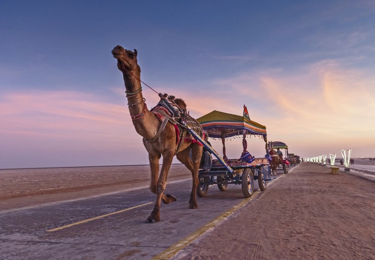 A decorated camel cart at Rann Festival in India's Gujarat