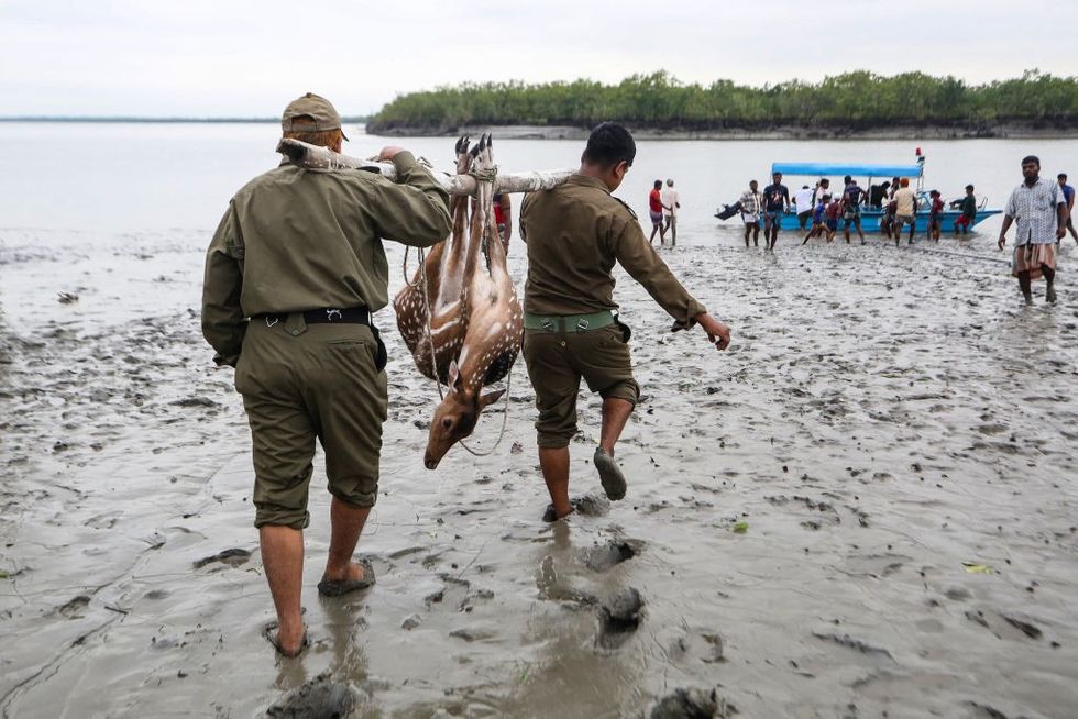 A deer, injured in Cyclone Remal, being taken for medical care, in Bangladesh