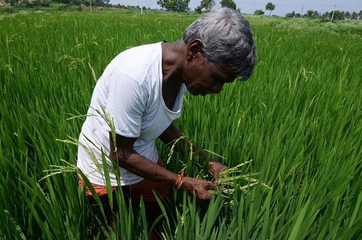 A farmer works in a paddy field in India.