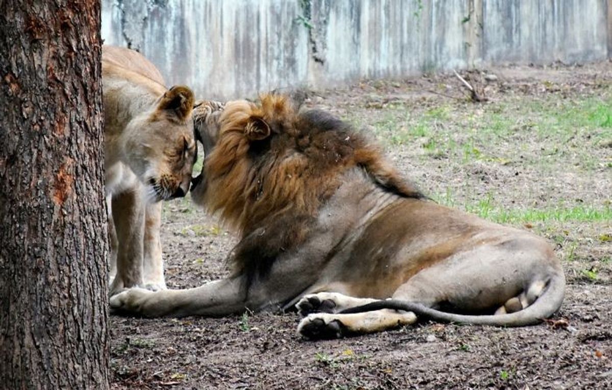 A lion and lioness in an Indian zoo