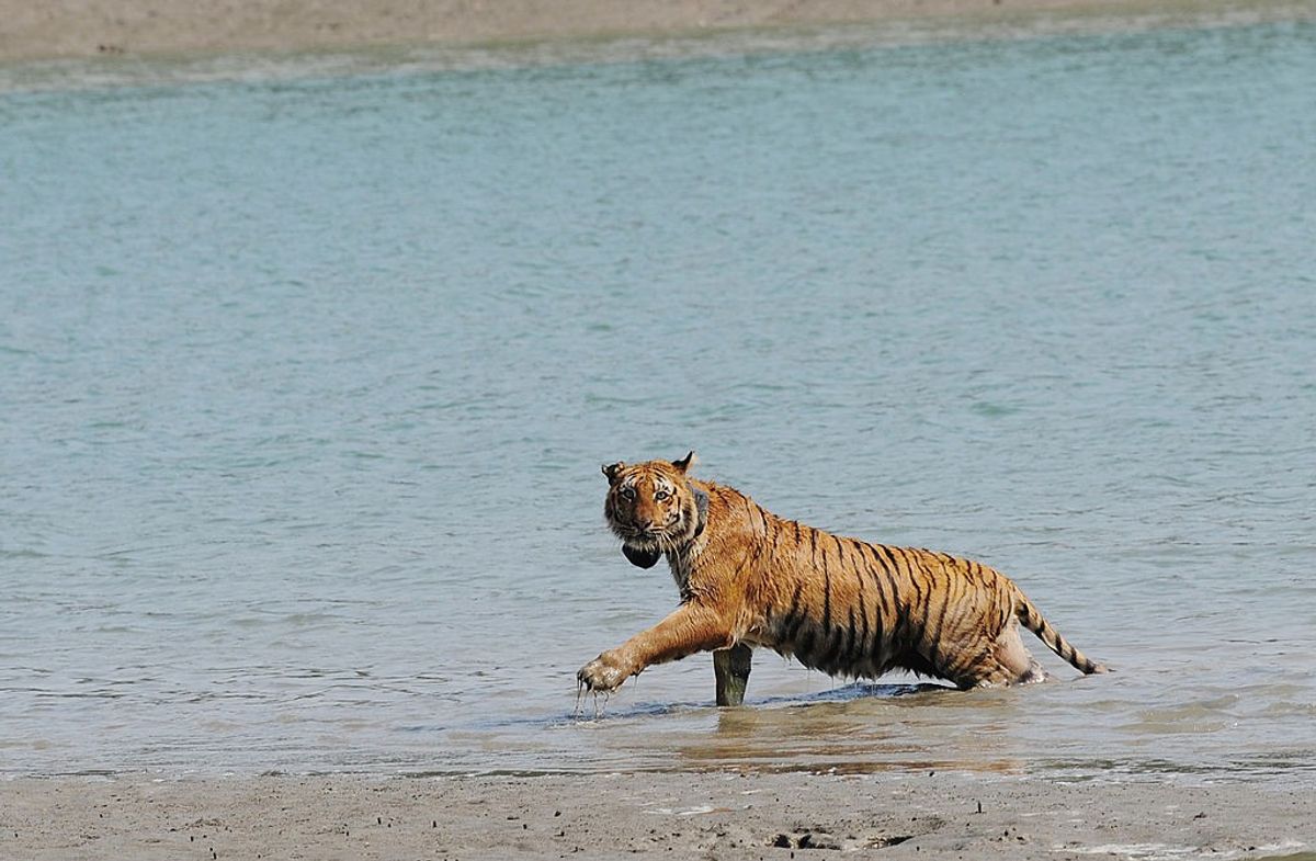 A Royal Bengal Tiger wearing a radio collar wades through a river after being released by wildlife workers in Storekhali forest in the Sundarbans, some 130 km south of Kolkata in the eastern Indian state of West Bengal.