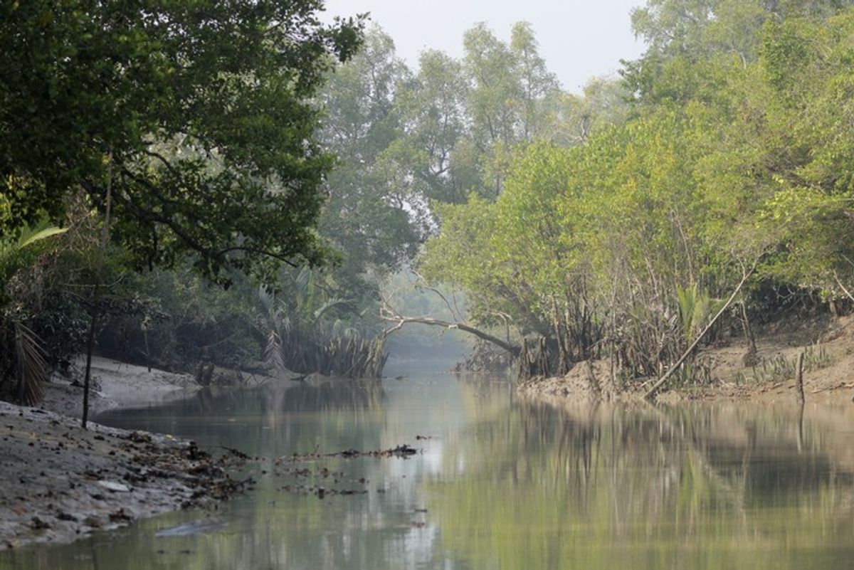 A scene of the Sunderbans forest