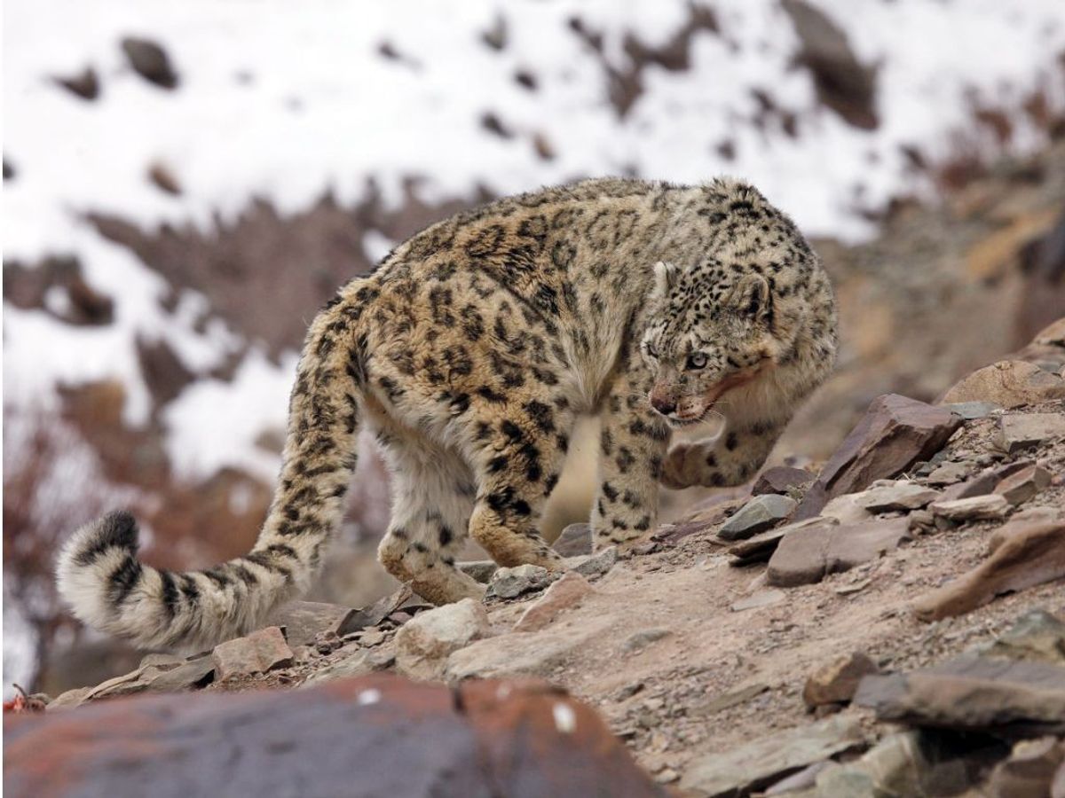 A snow leopard