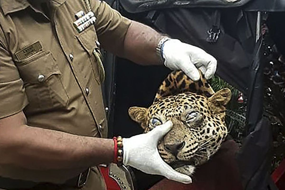 Three arrested in Sri Lanka for killing leopard for asthma cure
