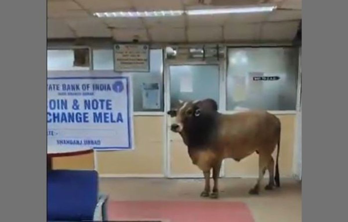 A stray bull surprised people by entering a branch of India's largest public bank, State Bank of India, in the northern state of Uttar Pradesh