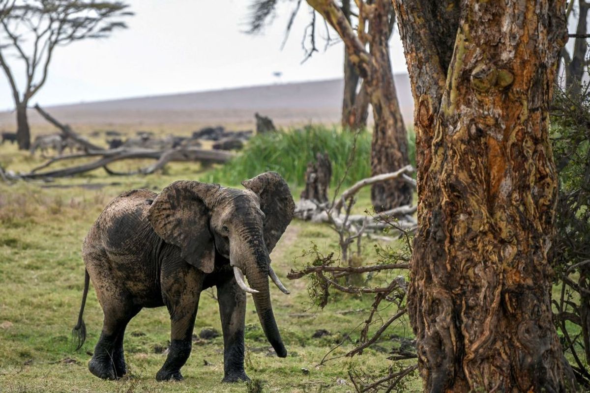 African elephant