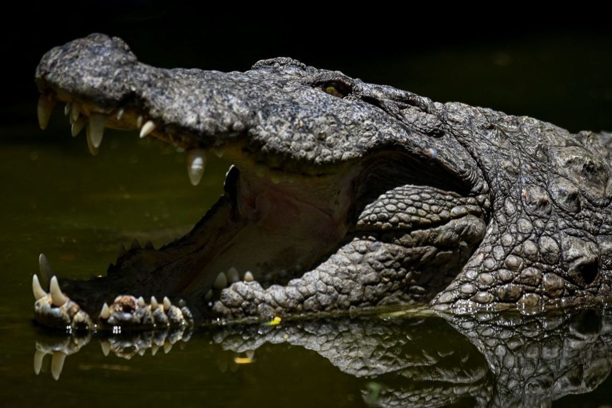 An Indian crocodile