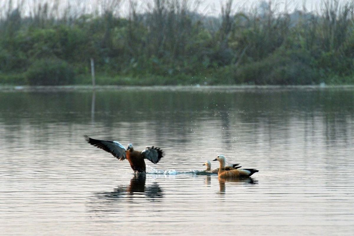 An Indian wetland