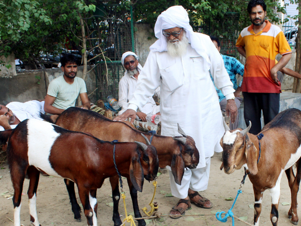 Animals for sale ahead of Eid ul Adha