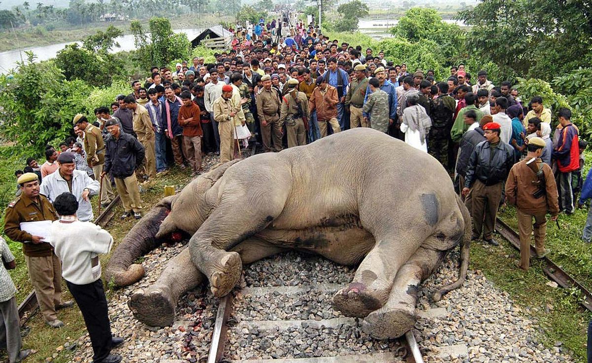 Carcass of an elephant killed in collision with a train in the northeastern Indian state of Assam.