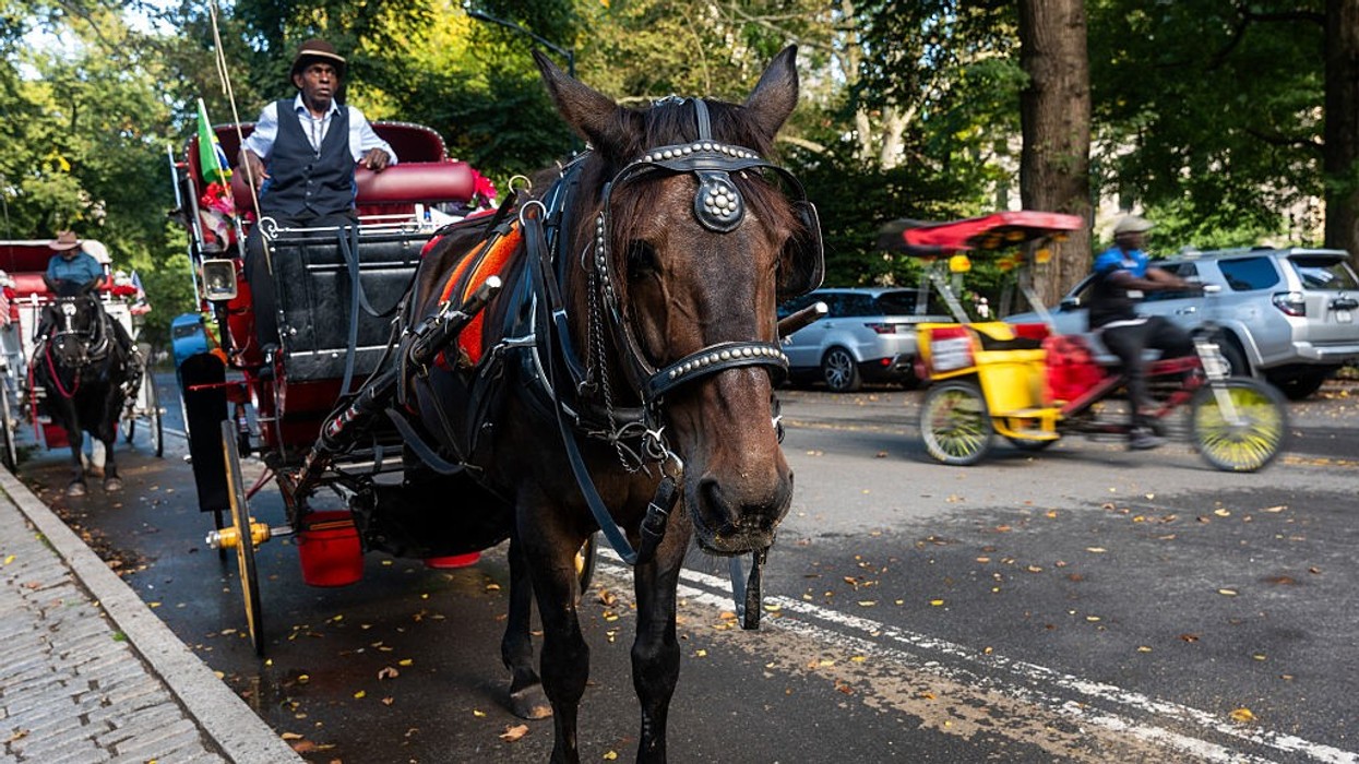 Mamdani agrees to phase out Central Park horse carriages by 2028 under ‘Romanch’s Law’ after Indian teen’s death