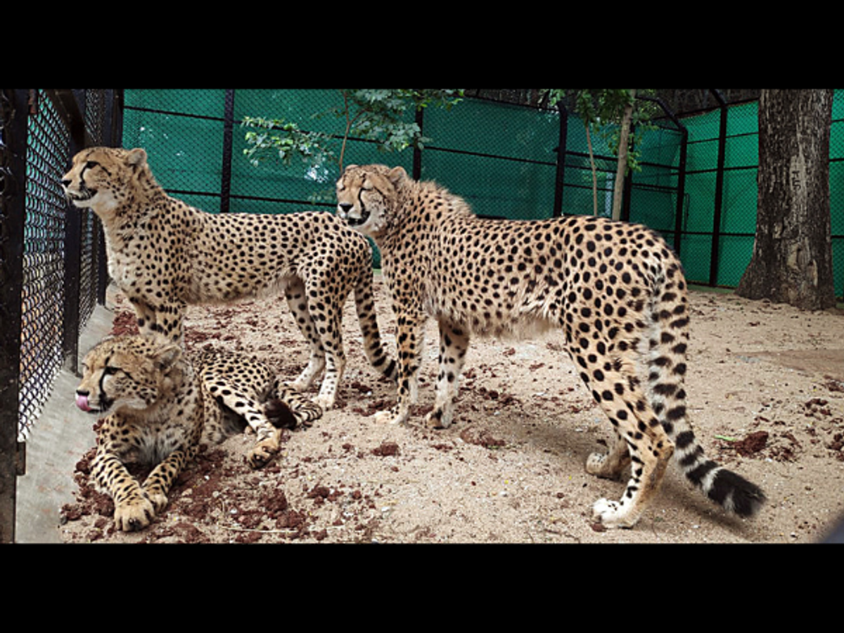 cheetahs in an Indian zoo