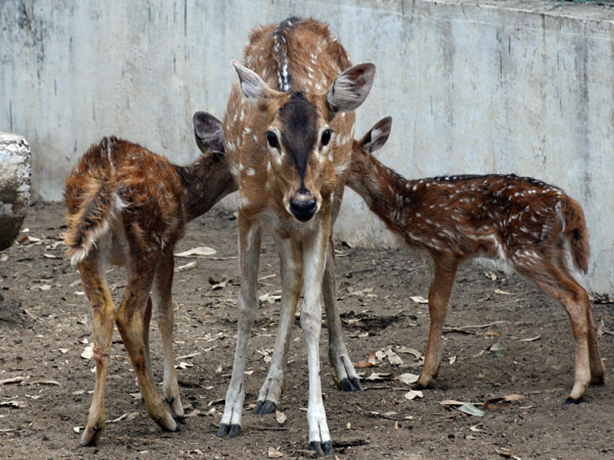 Chital deer