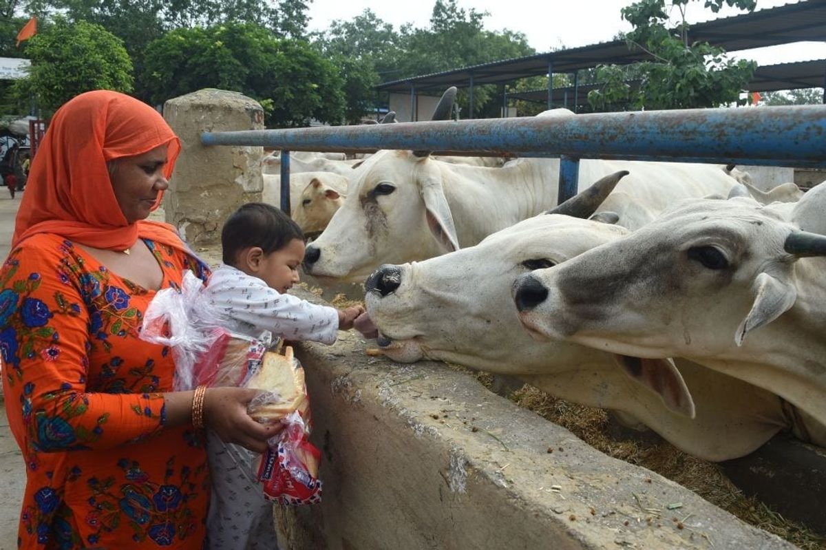 Cows considered a sacred animal in Hindu religion