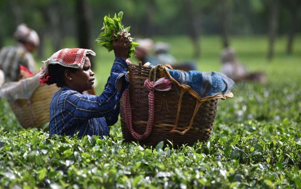 Darjeeling tea worker