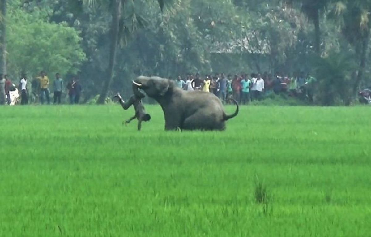 Elephant attacks man in India