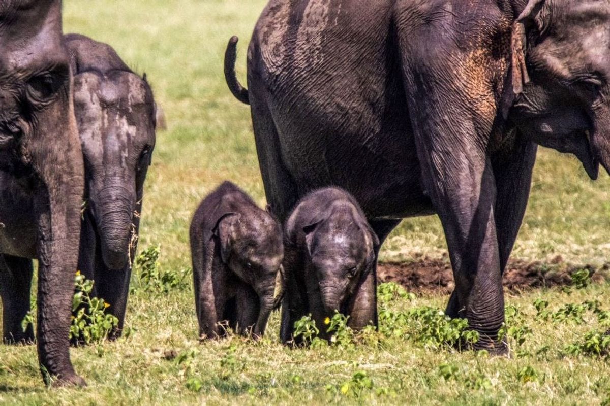 Elephants