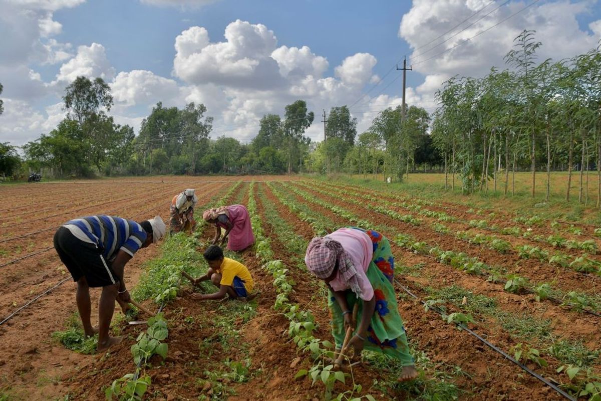 Niti Aayog says second Covid wave will not impact India's agriculture sector