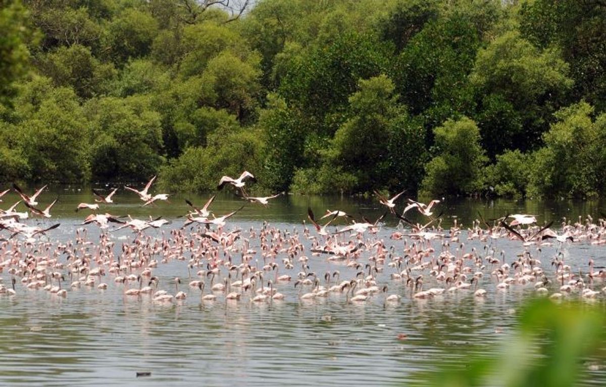 Flamingos in India's Mumbai