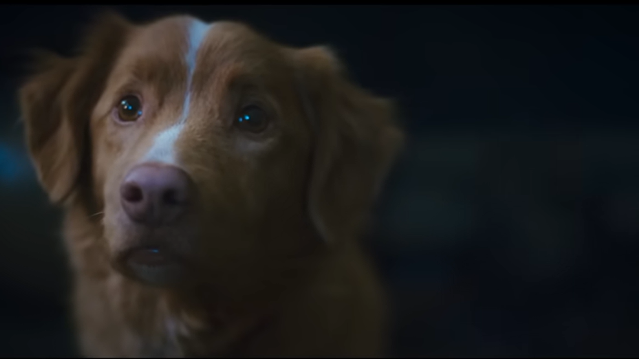 ‘Good Boy’ Trailer