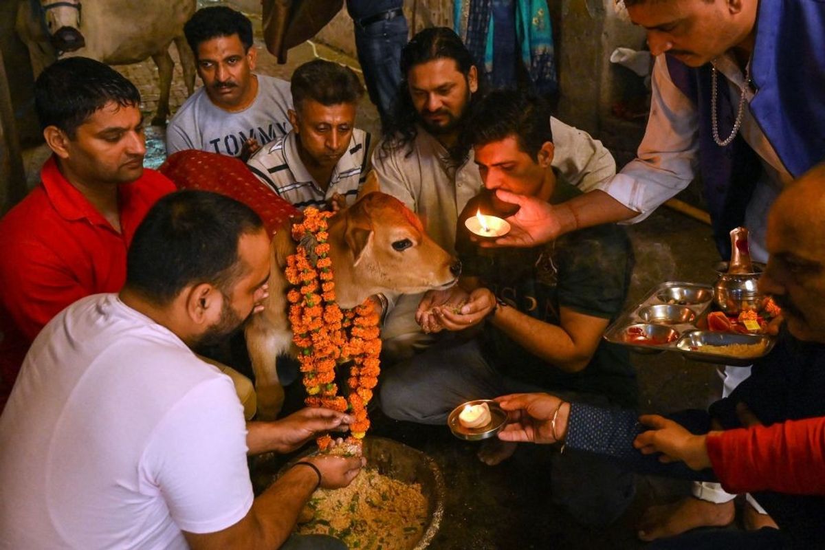 Hindu devotees worship a calf during the a festival