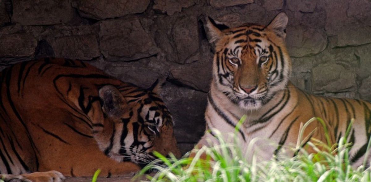 Pakistan zoo shut down after mystery tiger attack