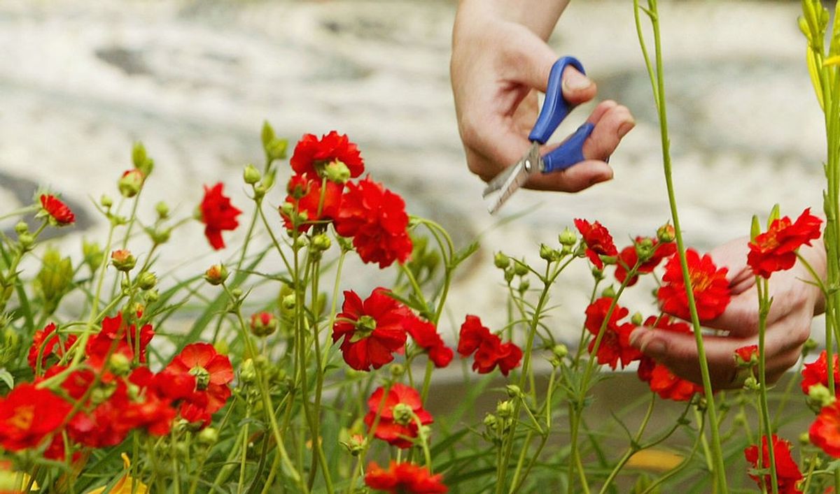 Gardening can help reduce cancer risk, boost mental health: Study