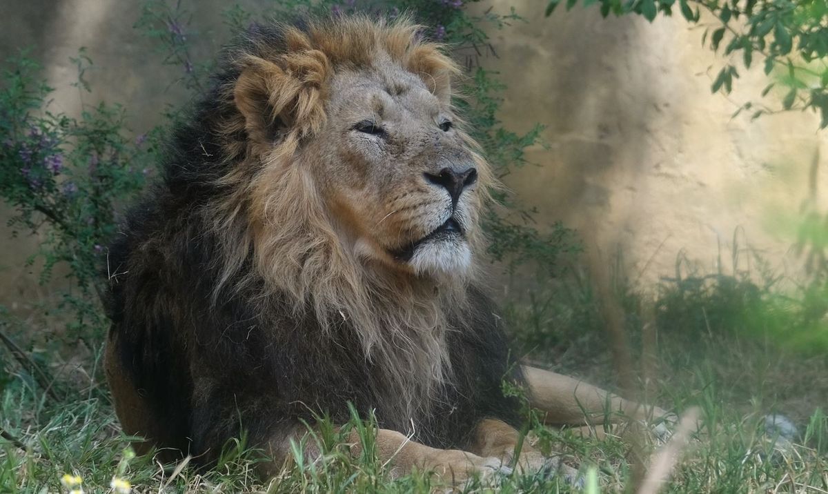 British zoos lead efforts to save Asian wildlife