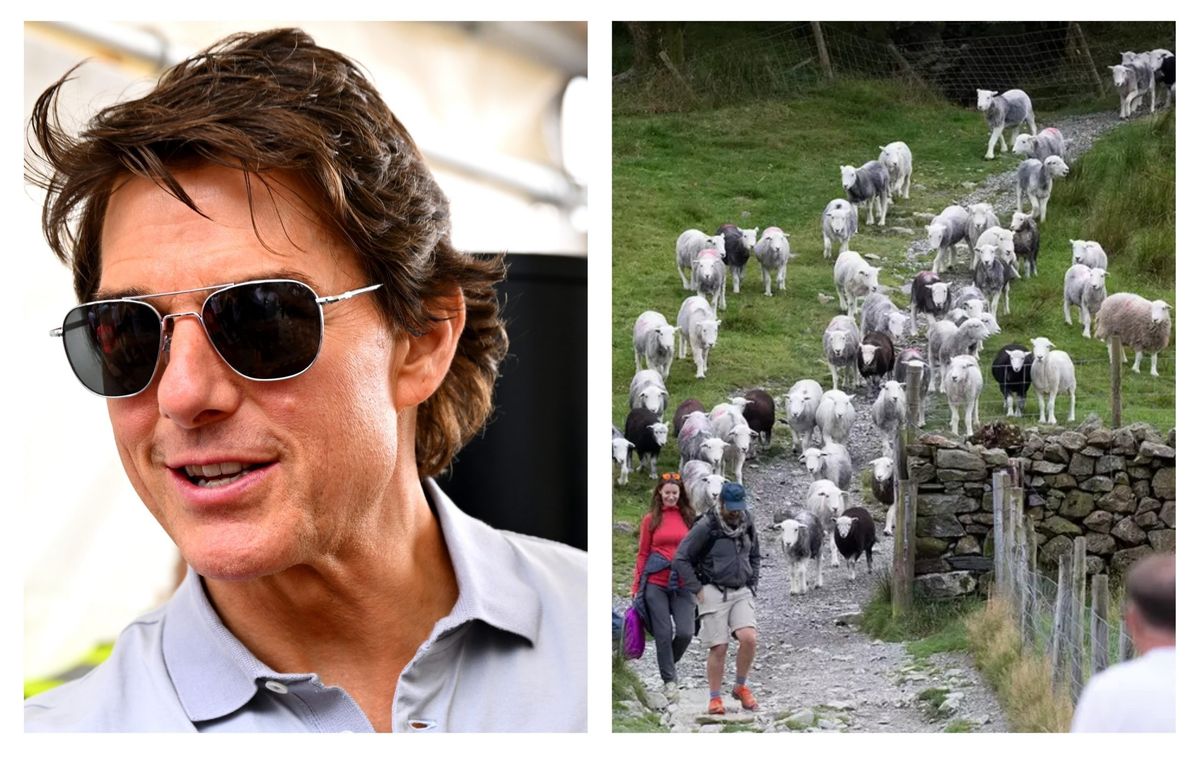 Filming for Tom Cruise starrer Mission Impossible 8 paused due to an unexpected invasion by a flock of sheep in the UK