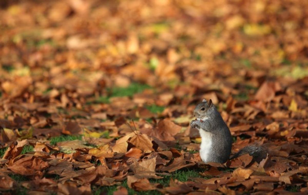 Tough nut to crack: UK mulls contraceptives for grey squirrels