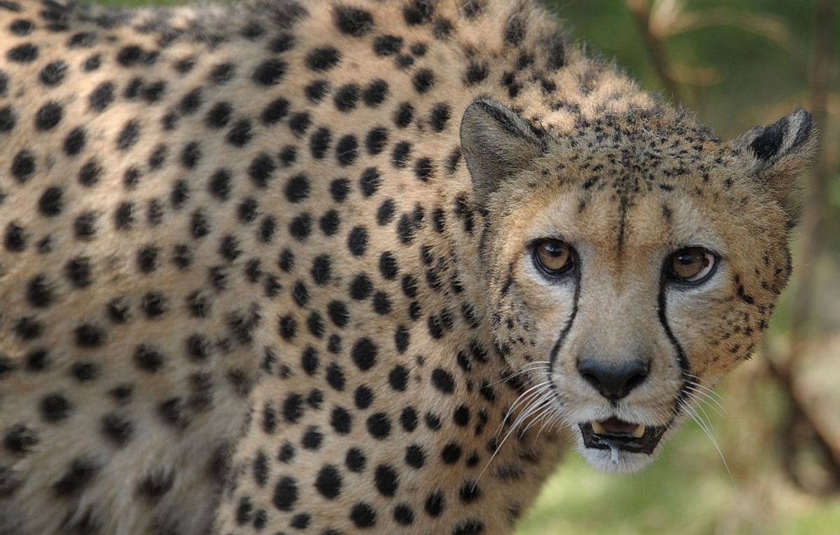 12 South African cheetahs to land in India on February 18