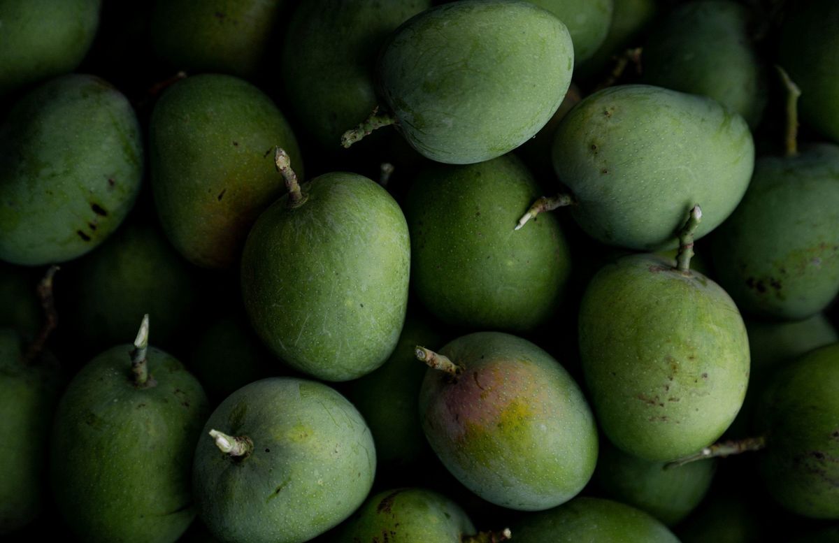 UK Mango Mania: The only mango with a VIP waiting list