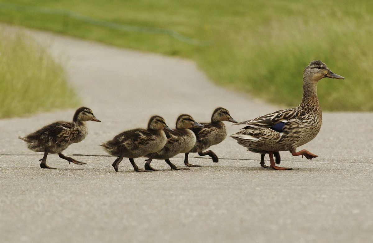 Duckling hit-and-run incident: Van Driver who mercilessly ran over family of ducks surrenders