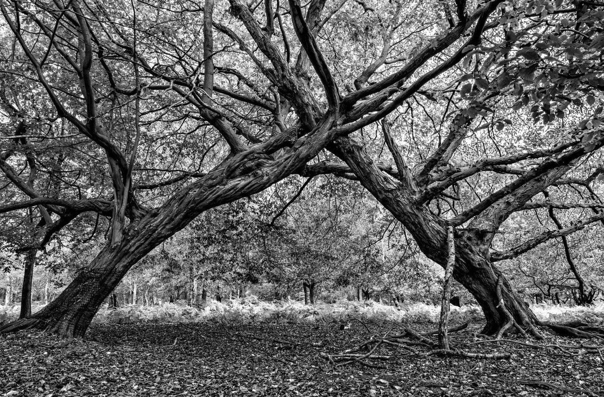RHS brings botanical art and photography in all its beauty to Chelsea