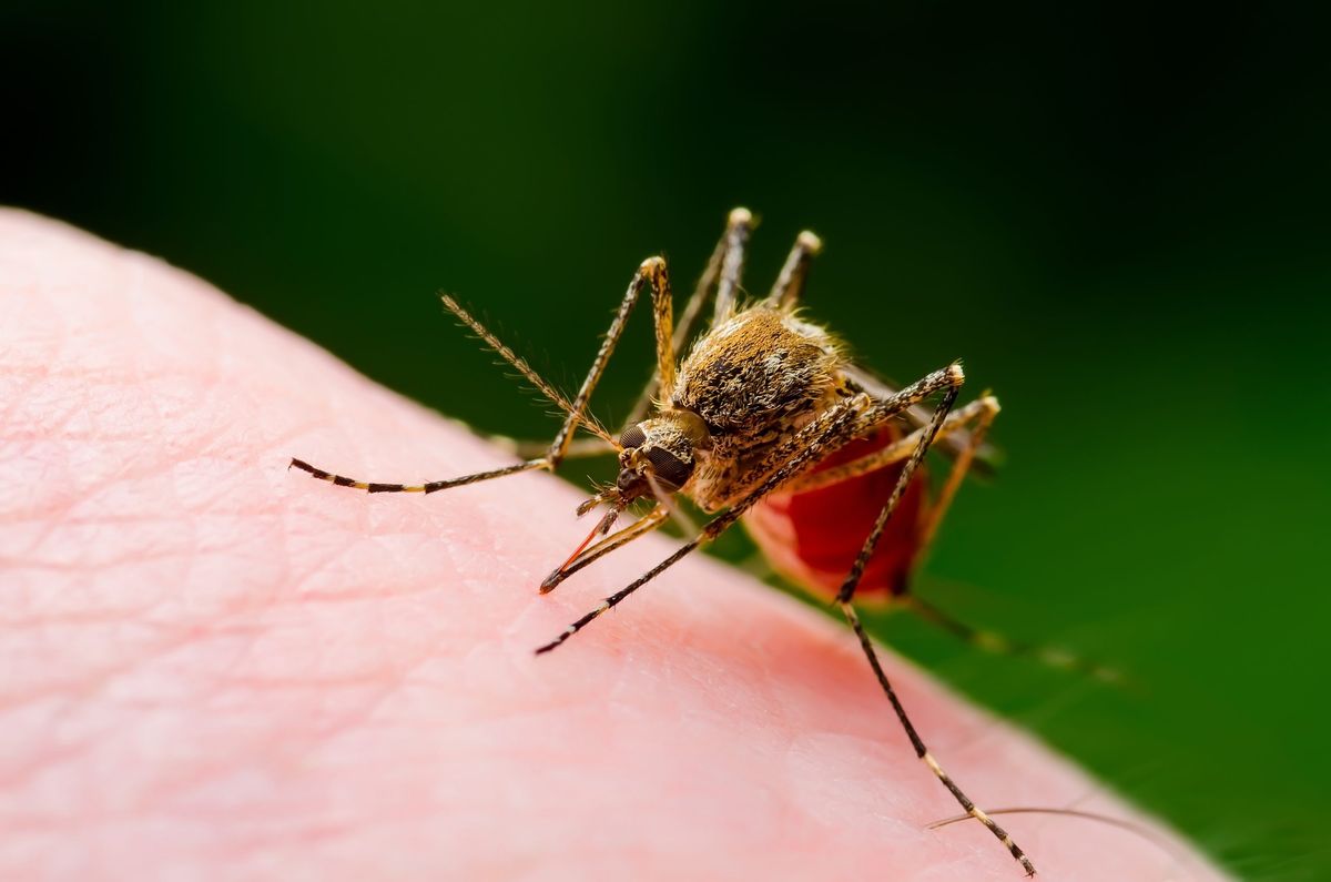 Some people really are Mosquito Magnets; scientists reveal the reason for it