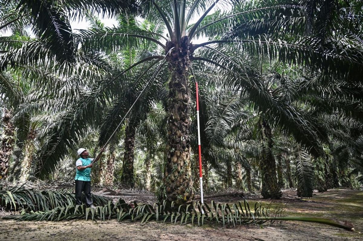 Malaysia may emerge as top palm oil supplier to India