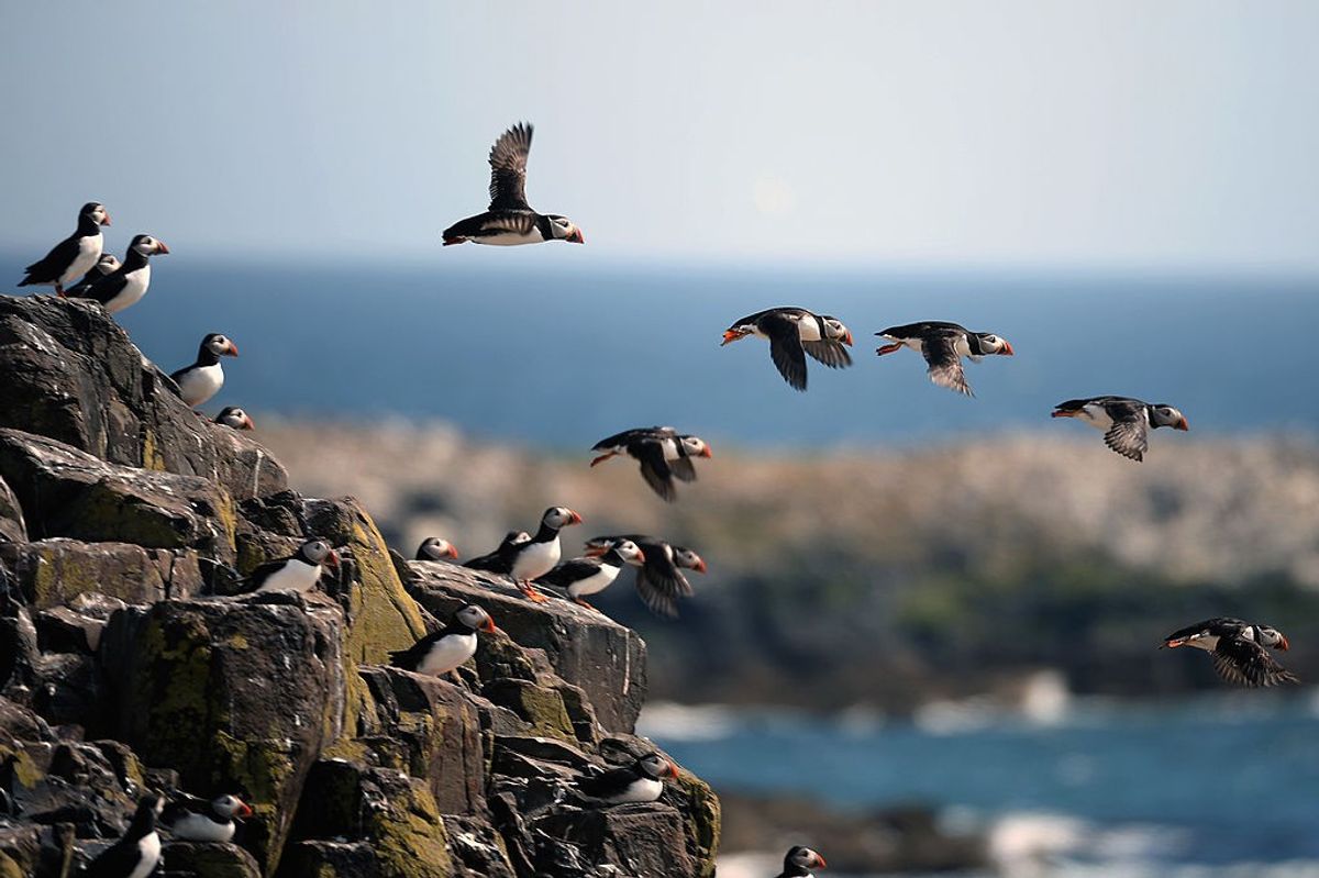 UK bird reserves closed after suspected avian flu outbreak