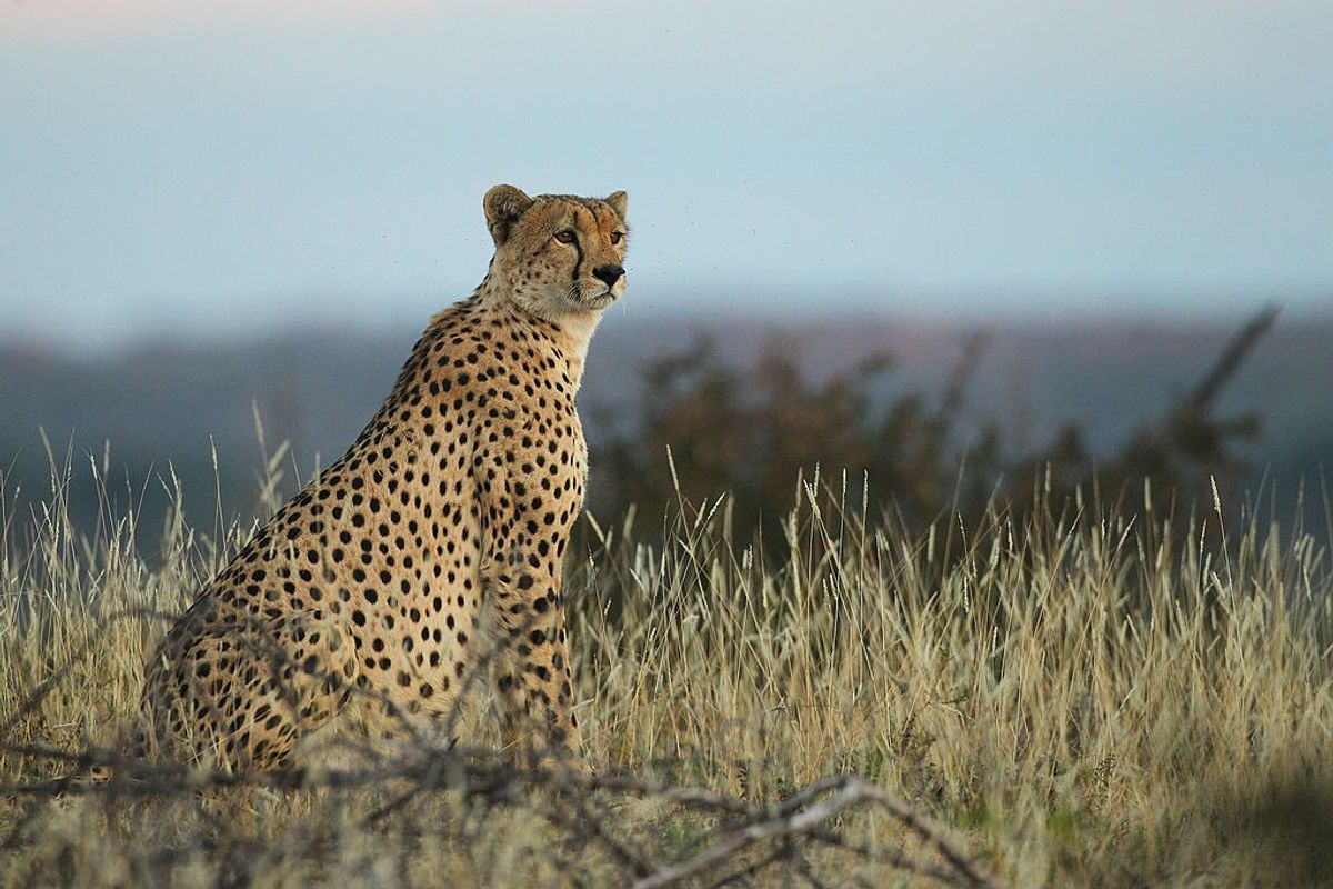 The relocation of cheetahs from S Africa to India comes 3 years after it was first mooted
