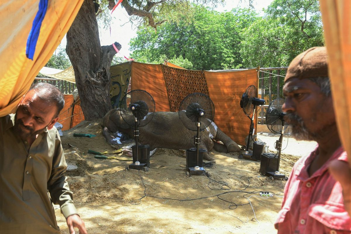 Ailing elephant at Karachi Zoo dies despite best efforts by international vets