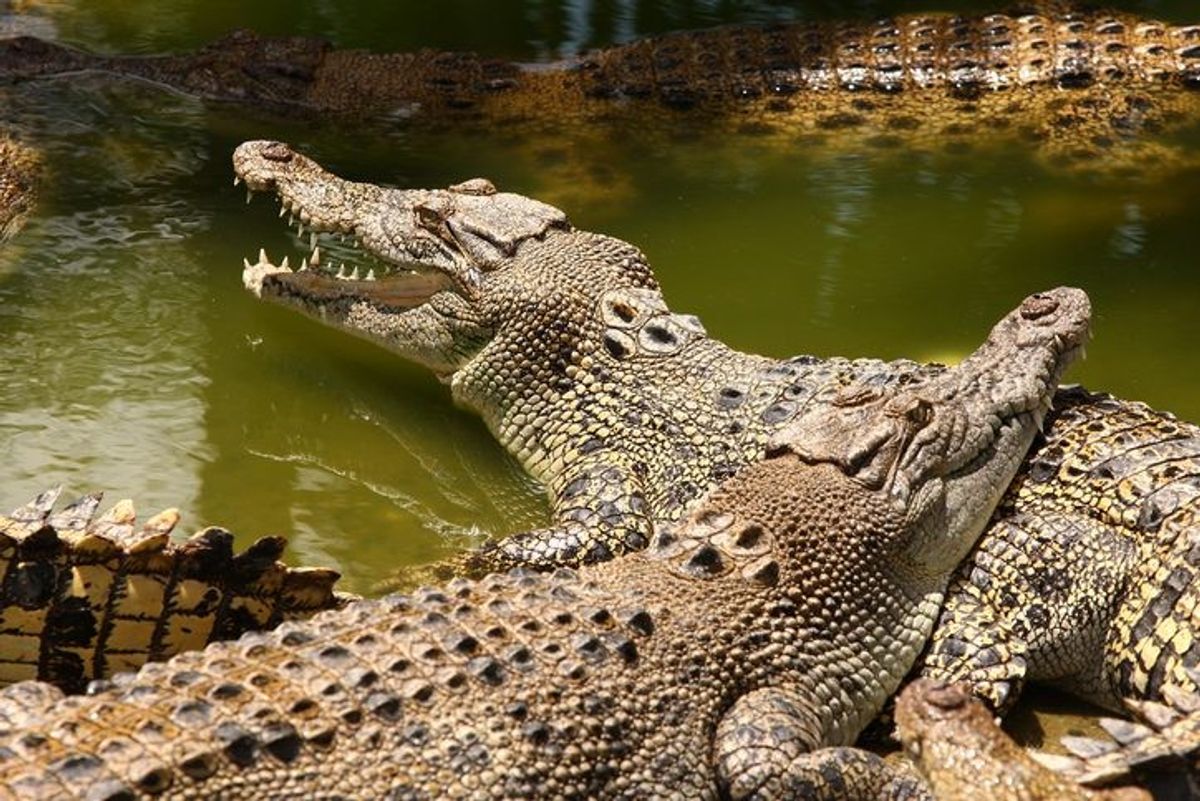 Missing Australian man’s remains found in two crocodiles