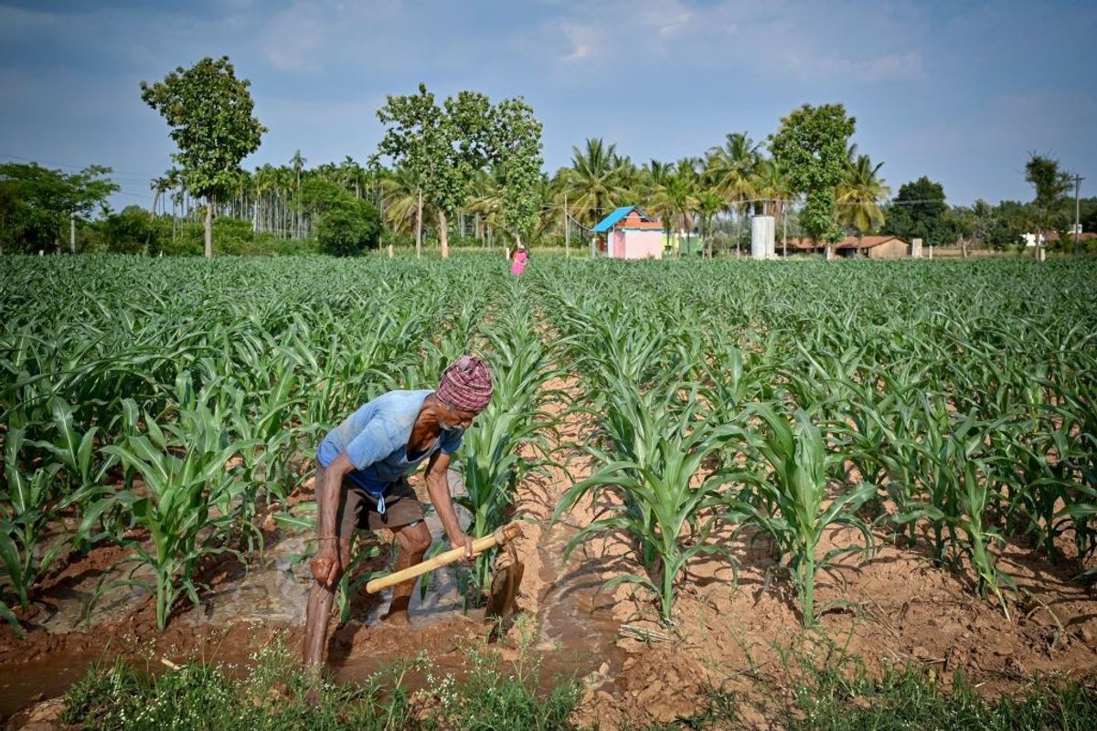 India’s monsoon seen normal this year despite El Nino