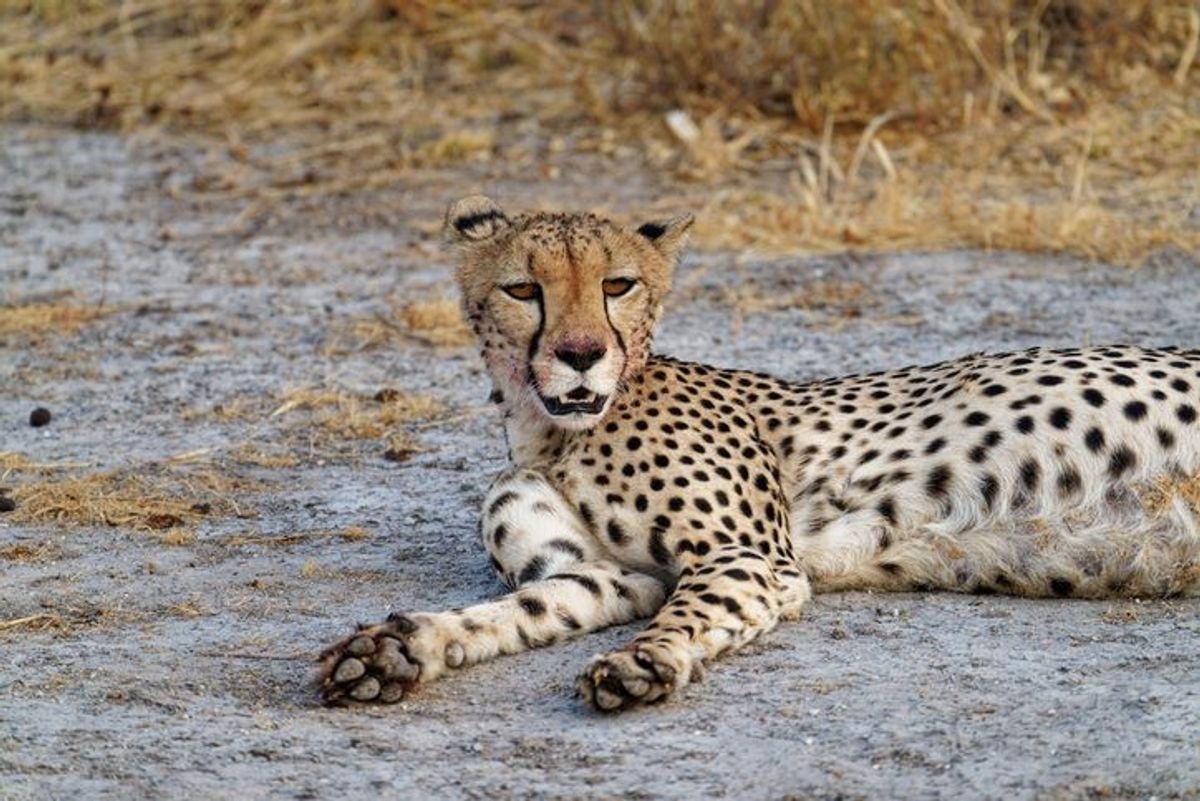 One more cheetah released into wild in India’s Kuno National Park