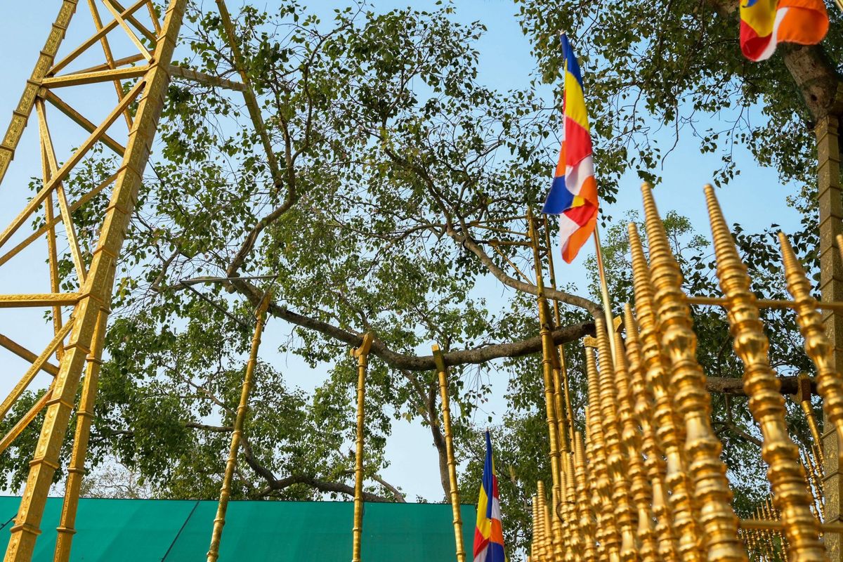 Rumours and false claims surround Sri Lanka’s holiest tree