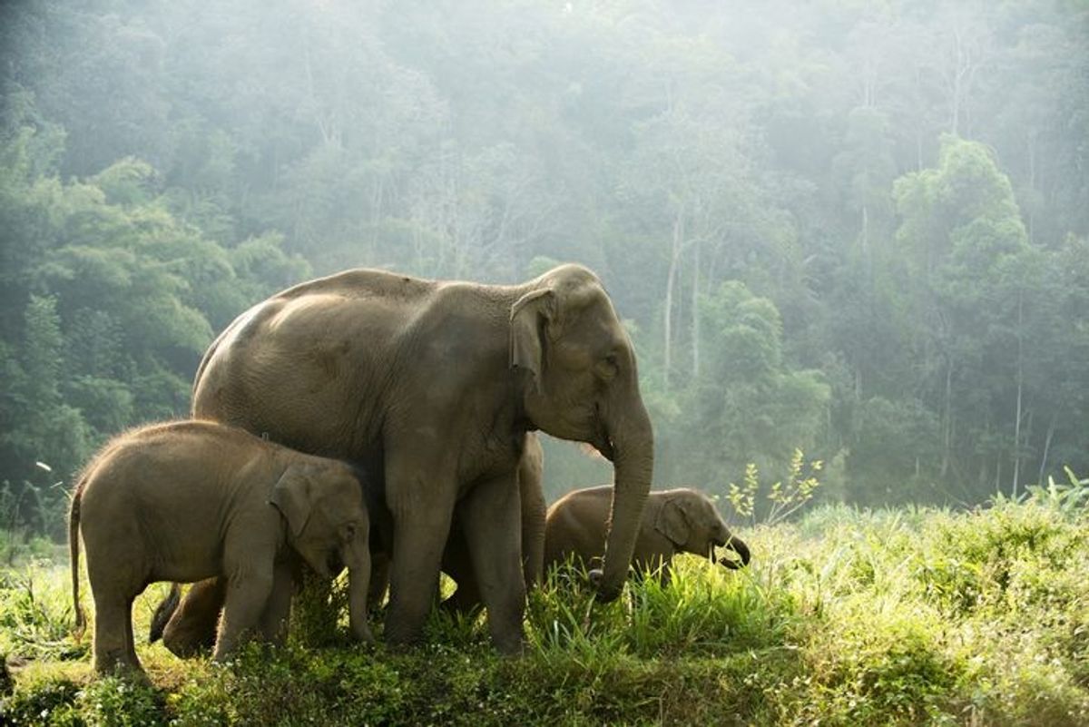 Renowned elephant conservationist to speak at UK parliament on Asian elephant crisis