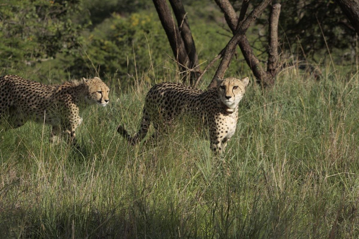 Cheetah deaths in India’s Kuno park due to blood poisoning from radio collars