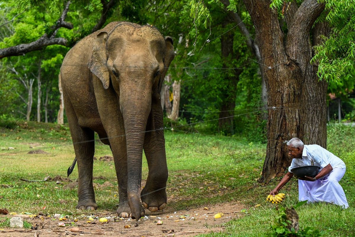 Sri Lanka to boost anti-elephant electric fencing efforts