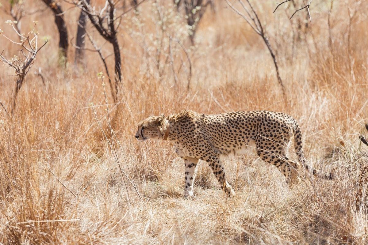 Cheetah deaths in India linked to formation of thick coats of fur: International experts